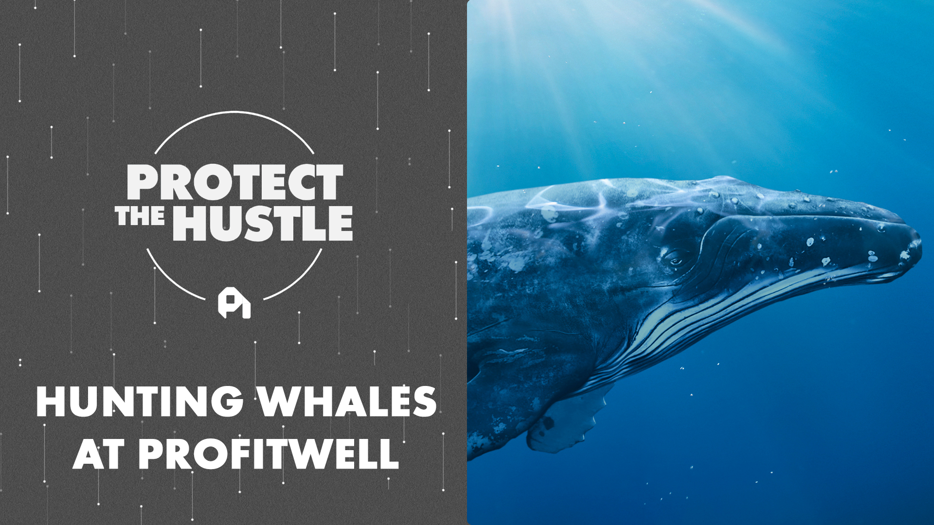 hunting-whales-at-profitwell-or-how-we-do-business-development